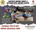 Blackall QMSSA State Sheep Show