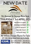 StG Amarni Dorper Ram Sale