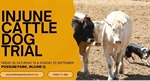 Injune Cattle Dog Trail